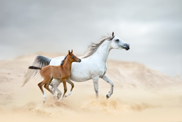 white arabian mare with chestnut foal in desert - obrazy, fototapety, plakaty