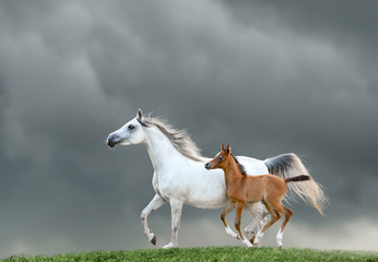 Plakat mare and foal on a green hill