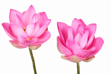 Photo sur Aluminium fleur de lotus lotus flower isolated on white background