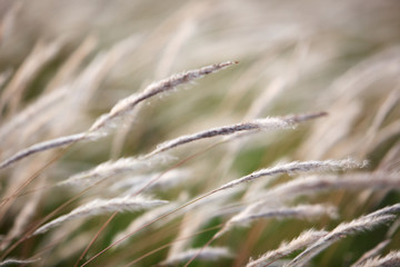 Fototapeta premium reeds grass