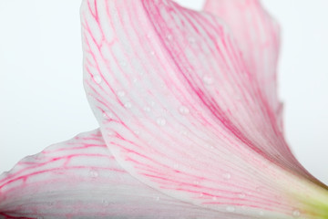 close up of amaryllis flower