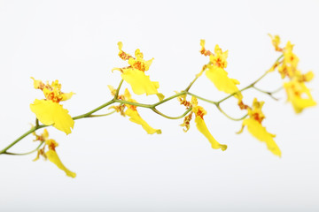 oncidium orchid on white background.