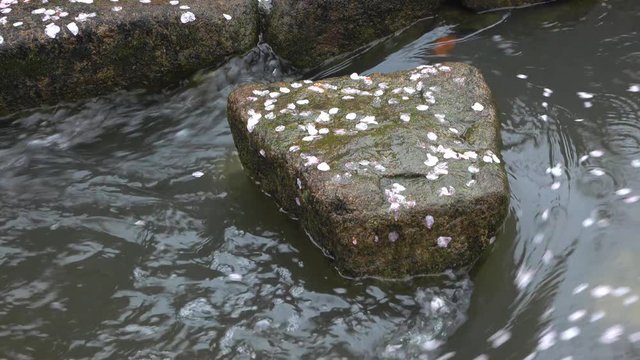 4K・桜の花びらが流れる小川・アップ_4-187