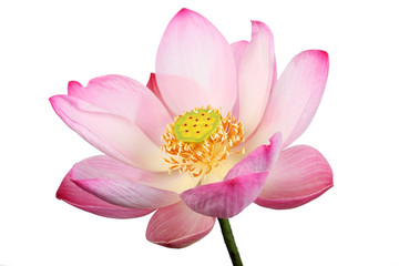 lotus flower isolated on white background.