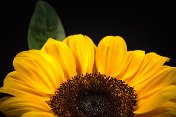 Fototapeta premium Flower, sunflower, close-up, macro.