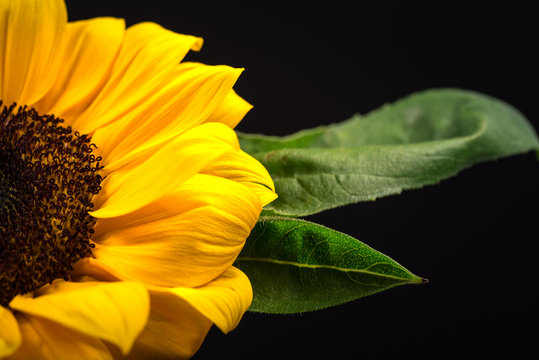 Flower, sunflower, close-up, macro.