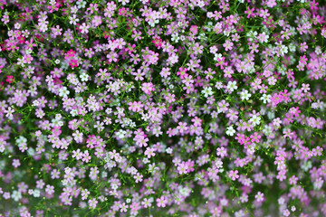 gypsophila flower background.
