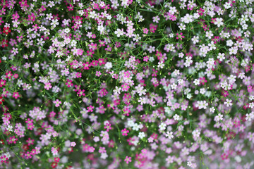 Fototapeta premium gypsophila flower.