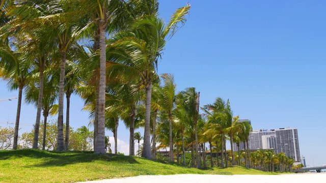 summer sunny day miami downtown palm park traffic panorama 4k usa
