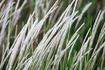 reeds grass.
