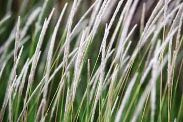 reeds grass