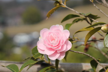 ピンク色の山茶花の花