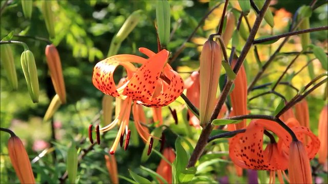 flower orange lily, Lilium lancifolium, Tiger Lilie
