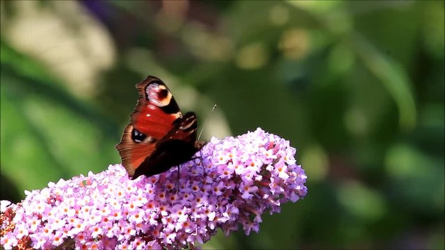 Peacock butterfly feeding on lilac blossoms
