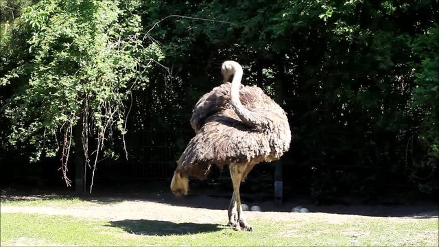 ostrich in a park
