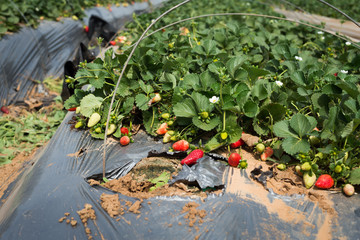 Strawberries grow on a farm