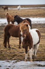 Obraz na płótnie Canvas Iceland horse