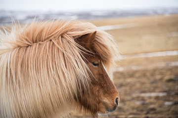 Iceland horse