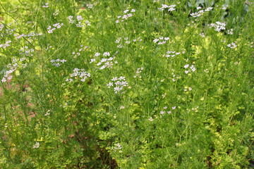 dill plant