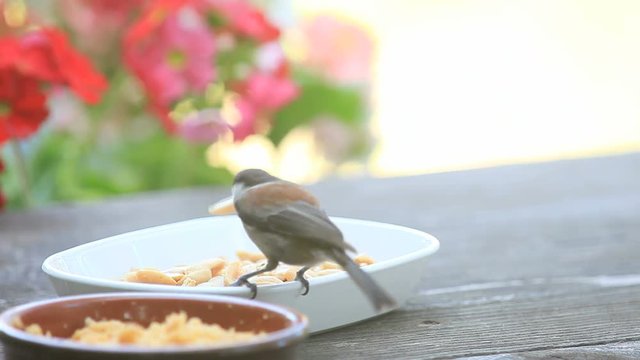 A backyard bird is very finicky about the perfect peanut.
