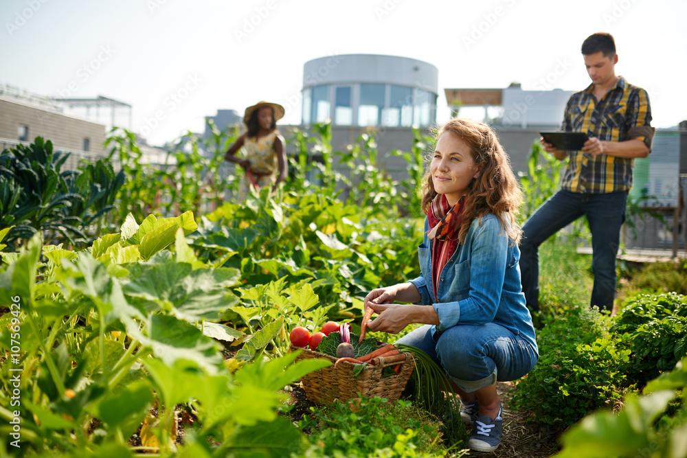 Wall mural Urban farmers harvesting vegetables from the rooftop greenhouse garden 