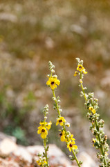 Wild Flowers of Consuegra Spain