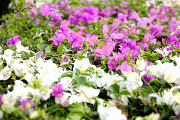 purple and white flower background 3586