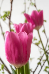 Pink Tulips