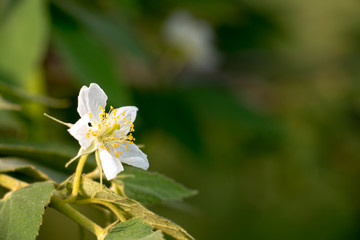 white flower background 3592