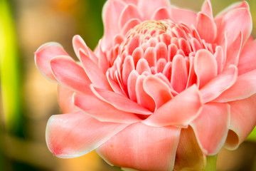 pink flower background 3597