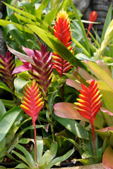 Tropical plants of Thailand  