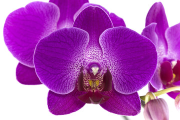 Naklejka na ściany i meble Purple Orchid Flower