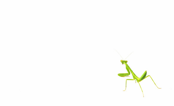 mantis isolated on white background