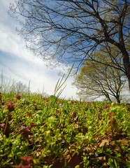 Fototapeta na wymiar spring green field