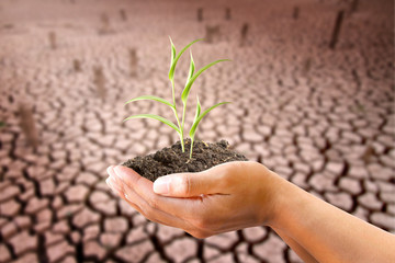 Hand hold plants with cracked Earth background, Ecology, Climate change and World Environment Day...