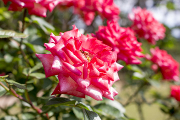 Pink roses in the summer garden