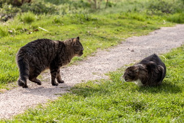 Katze droht