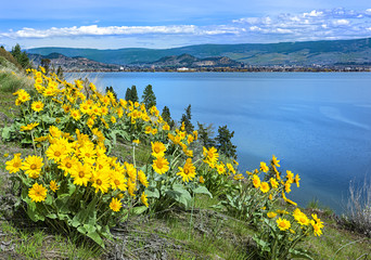 Naklejka premium Okanagan Lake Kelowna British Columbia Canada with Balsamroot flowers