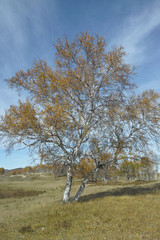 White birch in autumn