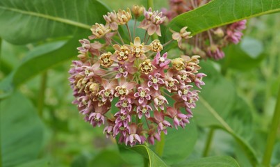 Asclepias syriaca ,Milkweed American