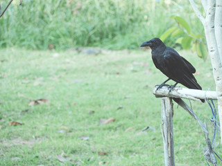 Black Crow in the park