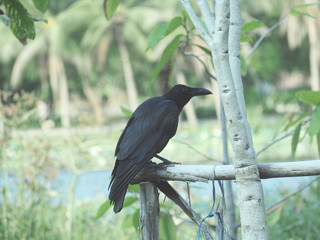 Black Crow in the park