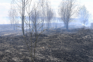 Burned land after fire