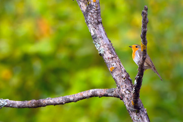 Little beautiful songbird robin on a dry branch