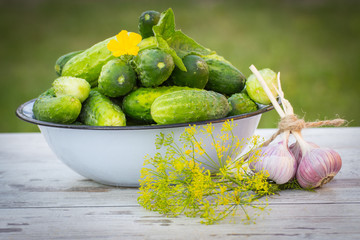 Cucumbers in metal bowl and fresh garlic with dill in garden on sunny day