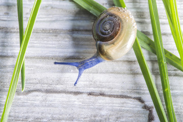 blue slug