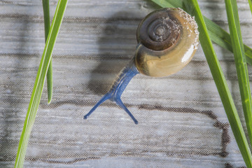 blue slug