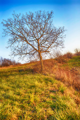 Albero sulla collina.
