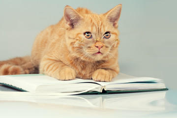 Red cat with glasses lying on a book