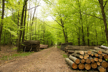 Leśna droga. © © Jakacki